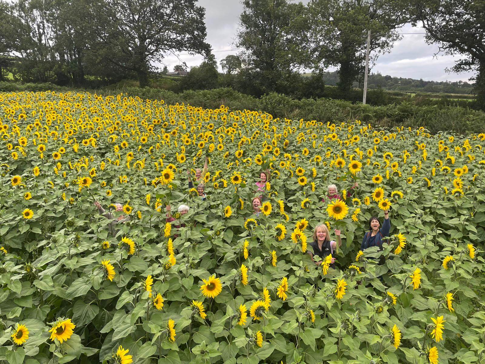 About South Molton in Bloom